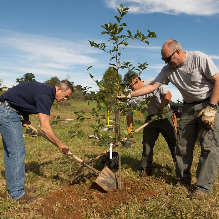 Every order will plant a new Tree - Size of Wales Tree Planting Project